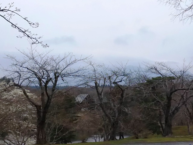 さくら13